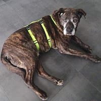 Papy sucht sine Menschen, Hund zur Adoption