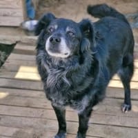 RONNA - hat ihr Zuhause verloren......, Hündin zur Adoption