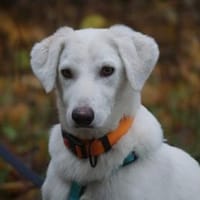 Gesuino sucht liebevolles Zuhause, Hund zur Adoption