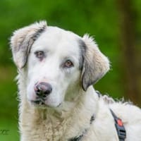 Möchten Sie Fiorenzo bei sich aufnehmen?, Hund zur Adoption