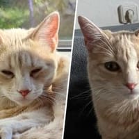 Soletta & Tigress..., Katze zur Adoption