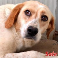 SOLE - wann scheint endlich ihre Sonne?, Hündin zur Adoption