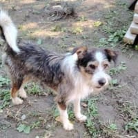 quirliger Düse sucht, Hund zur Adoption