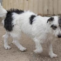 liebenswerter Nosy sucht, Hund zur Adoption