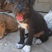 Erik sucht seine Familie, Hund zur Adoption