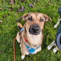 Malou sucht das große Glück, Hündin zur Adoption