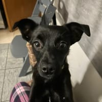 🐶💗 Zarte Rosie sucht Halt 💗🐶, Hündin zur Adoption