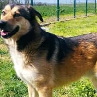 Thomas hatte ein schlimmes Schicksal, Hund zur Adoption
