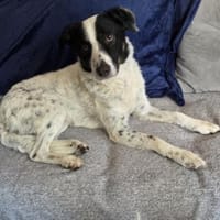 Bam Bam sucht liebevolles zu Hause..., Hund zur Adoption