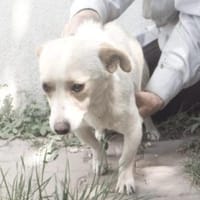 Lugi 35 cm (Pflegestelle), Hund zur Adoption