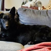 Cora mag erlebnisreiche Spaziergänge, Hündin zur Adoption