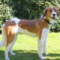 Nicos  Sensibelchen auf der Suche, Hund zur Adoption