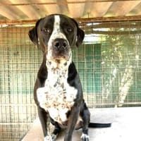 SPIKE - ein toller Hund.........., Hund zur Adoption