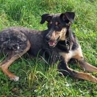 JUPP - auf Pflegestelle in Rüsselsheim, Hund zur Adoption