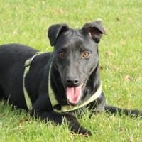 Miros Vorsätze - ein Zuhause finden, Hund zur Adoption