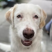 Merlino:großer Hund mit großem Herz-, Hund zur Adoption