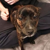 Nani3 sucht ein Zuhause, Hündin zur Adoption