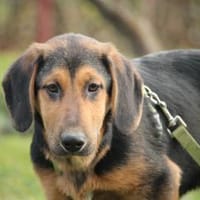 Milky sucht seine Familie, Hund zur Adoption