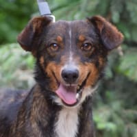 Joshi - freundlich & lieb, Hund zur Adoption