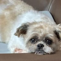 Diana°  in 66740 Saarlouis, Hündin zur Adoption