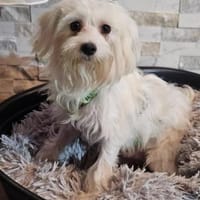 Wer hilft Lubert Vertrauen aufzubauen?, Hund zur Adoption