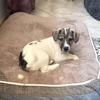 Kai sucht ein Körbchen, Hund zur Adoption