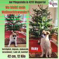 Vicky sucht ihr Für-Immer-Zuhause! 💖🐾, Hündin zur Adoption