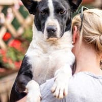 Benny, freundlicher Bub, ca. 4 Jahre, ca, Hund zur Adoption