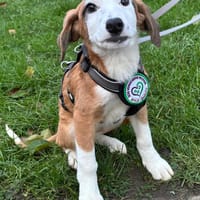 Emrina unsere kleine Schönheit, Hündin zur Adoption