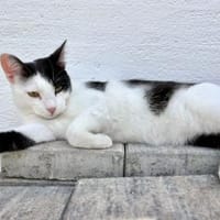Dave, ruhiger Schmuser, 1 Jahr in 82054, Kater zur Adoption