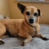 Elmi ❤ hat ein neues Zuhause verdient !, Hündin zur Adoption