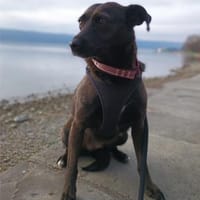 Hedike, sanfte Schönheit, ca. 2 Jahre, c, Hündin zur Adoption