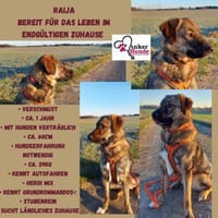Die liebe 💕Raija 💕sucht ihre Menschen, Hündin zur Adoption