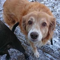 Mirtilla Pflegestelle in Bayern, Hündin zur Adoption