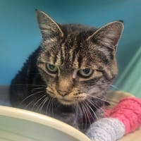 Mimine, chatte à adopter