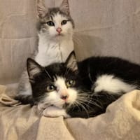 ALEX Réservé, chat à adopter