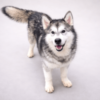 ALBERT, chien à adopter