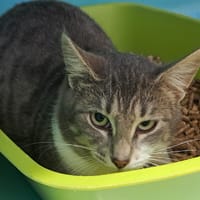 Arianna, chatte à adopter