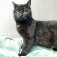 ARHY, chat à adopter