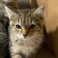 TYA, chatte à adopter