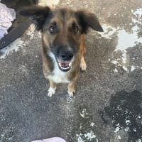 YONGY, chienne à adopter