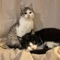 CLOVER Réservée, chatte à adopter