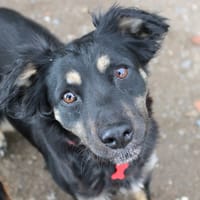 Kyara, chienne à adopter