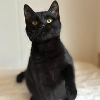 Inosuke, chat à adopter