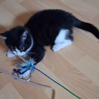 Milo (réservé), chat à adopter