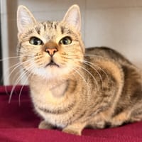 SAKURA, chatte à adopter