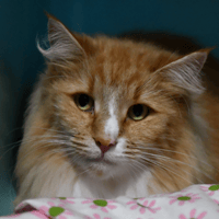 Roukie ( en cours d'adoption), chatte à adopter