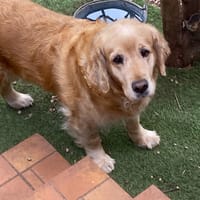 OBADIE, chienne à adopter