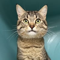 VENUS, chat à adopter