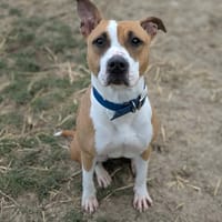 Vénus, chienne à adopter